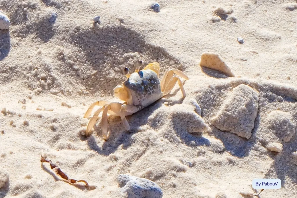 Ghost crab on soft white sand at Main Beach, North Stradbroke Island, a close-up of island wildlife.