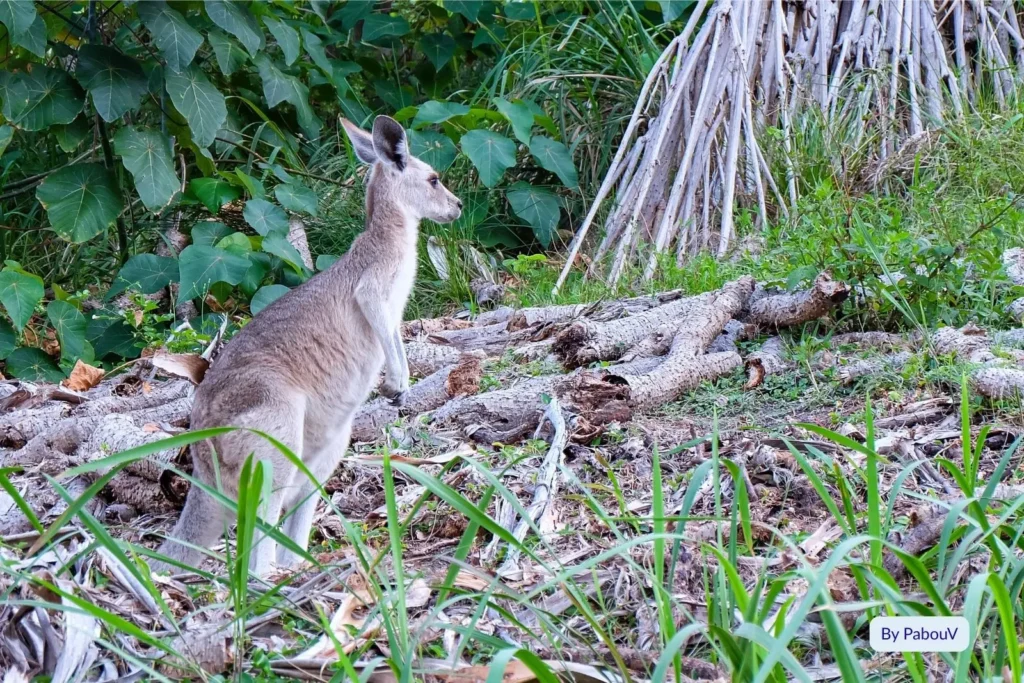 Kangaroo grazing near the coastal dunes at Main Beach, North Stradbroke Island, surrounded by lush island vegetation.