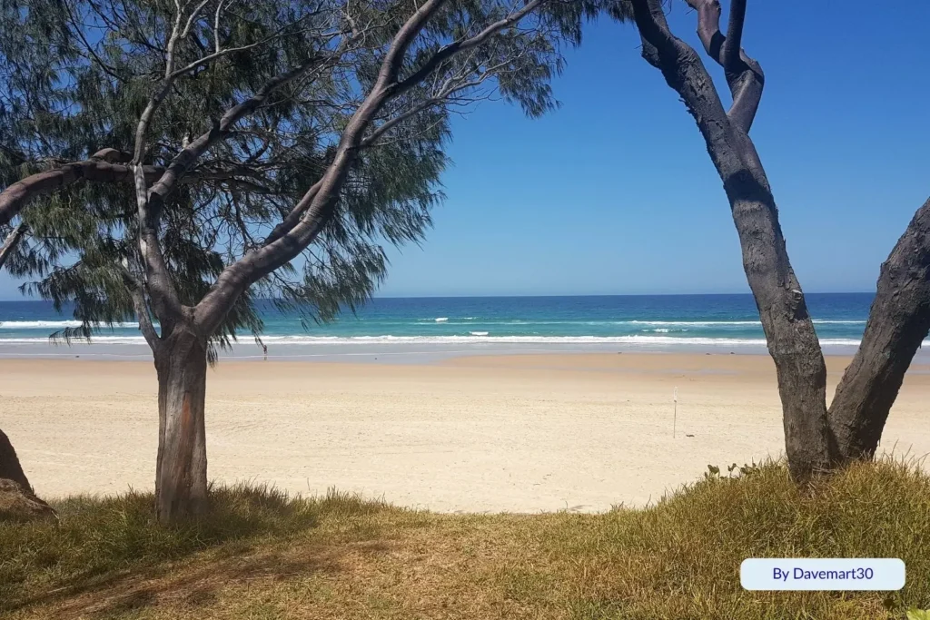 View of Nobby Beach framed by coastal trees, showing golden sand, gentle surf, and deep blue water under a clear Queensland sky on the Gold Coast.