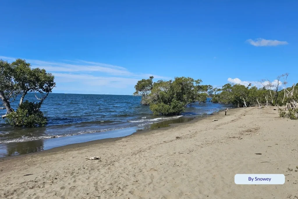 Mangroves and calm tidal shoreline at Nudgee Beach, Brisbane, Queensland, under a clear blue sky