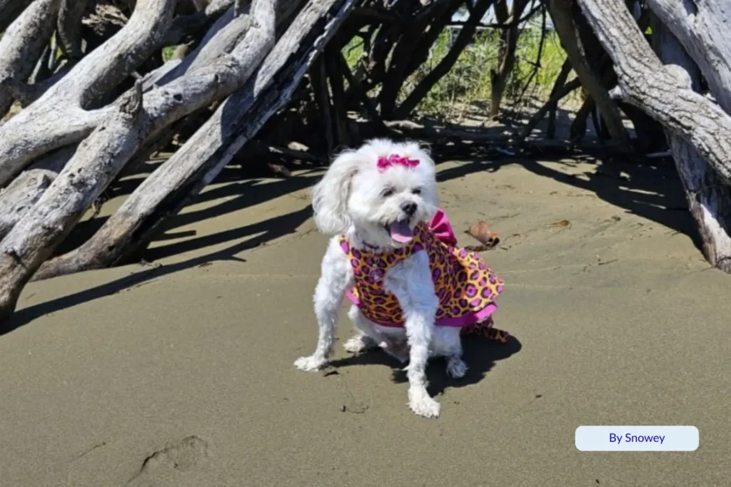 White Maltese dog in a pink leopard dress sitting beneath driftwood branches on Nudgee Beach, Brisbane, Queensland.