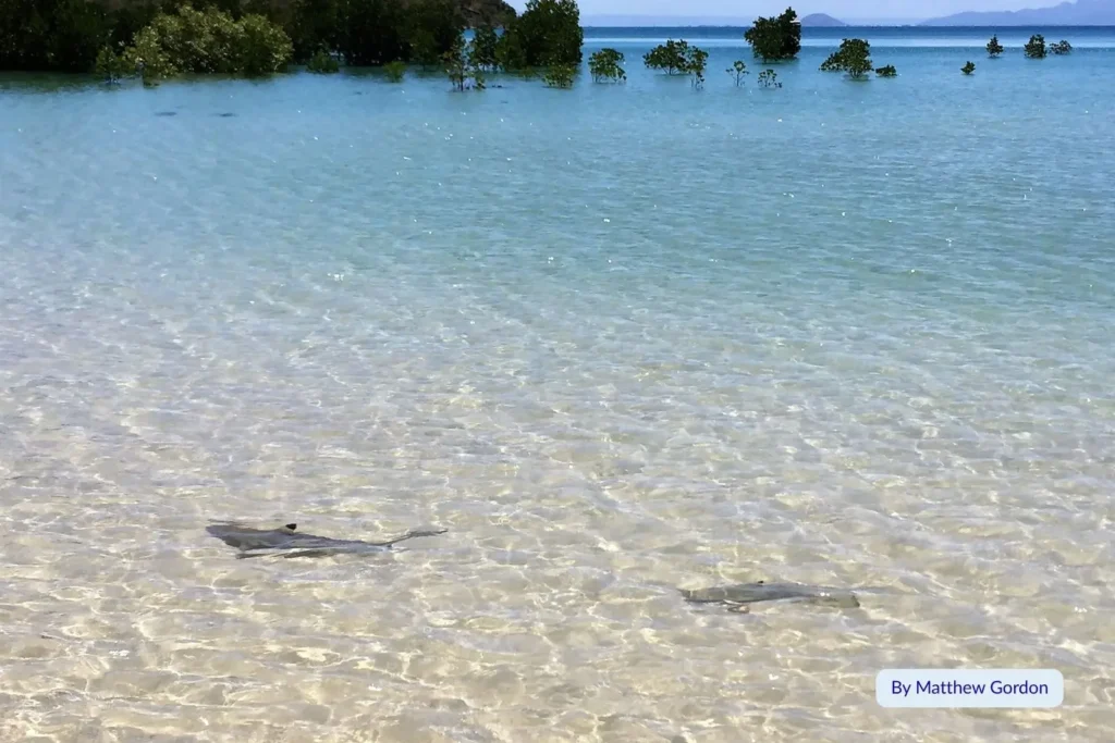 Crystal-clear water with small reef sharks swimming near mangroves at Orpheus Island, Queensland, Australia.