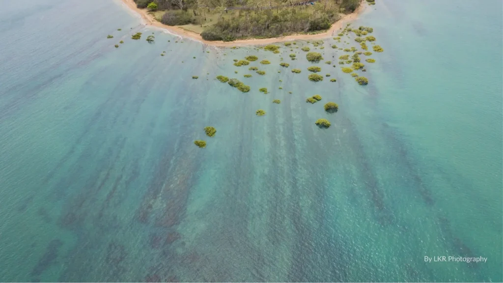 Aerial view of Point Vernon’s mangrove-lined shoreline with clear turquoise waters and sandy shallows, Hervey Bay Queensland.
