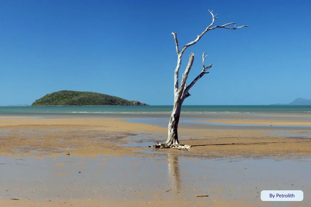Solitary tree on tidal flats at Shoal Point, Mackay, Queensland, with a green island and blue sky in the distance
