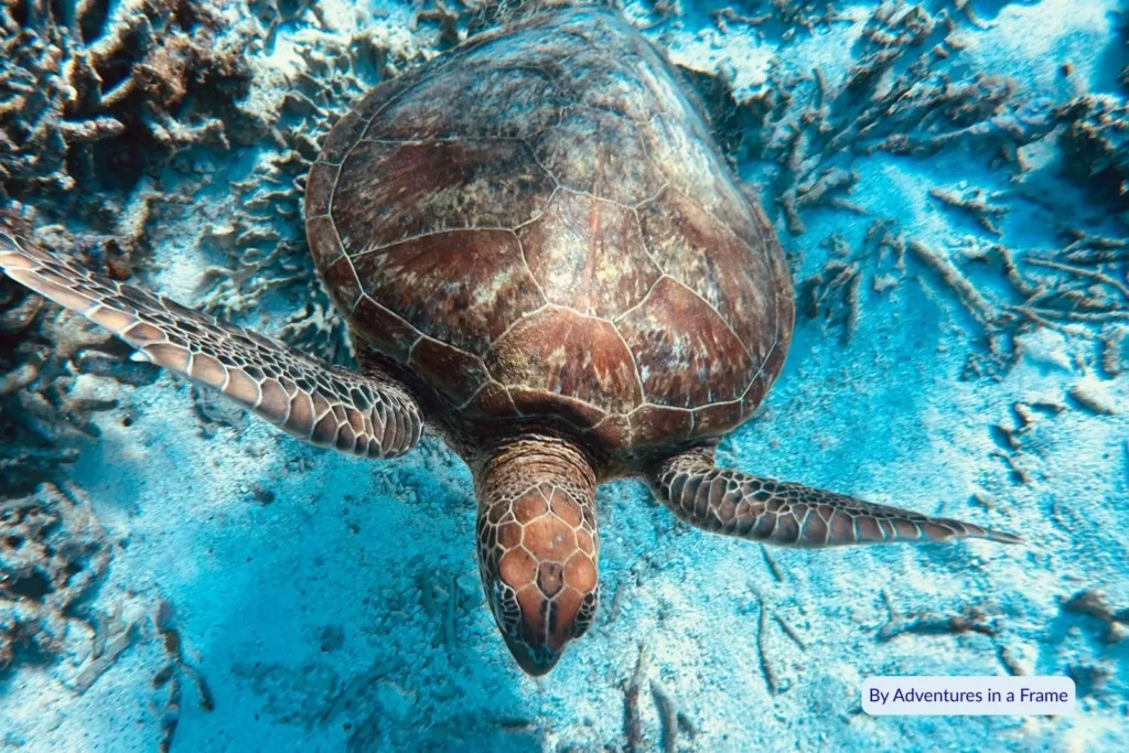 Green sea turtle swimming over vibrant coral reef in crystal-clear waters at Lady Elliot Island, Great Barrier Reef, Queensland.