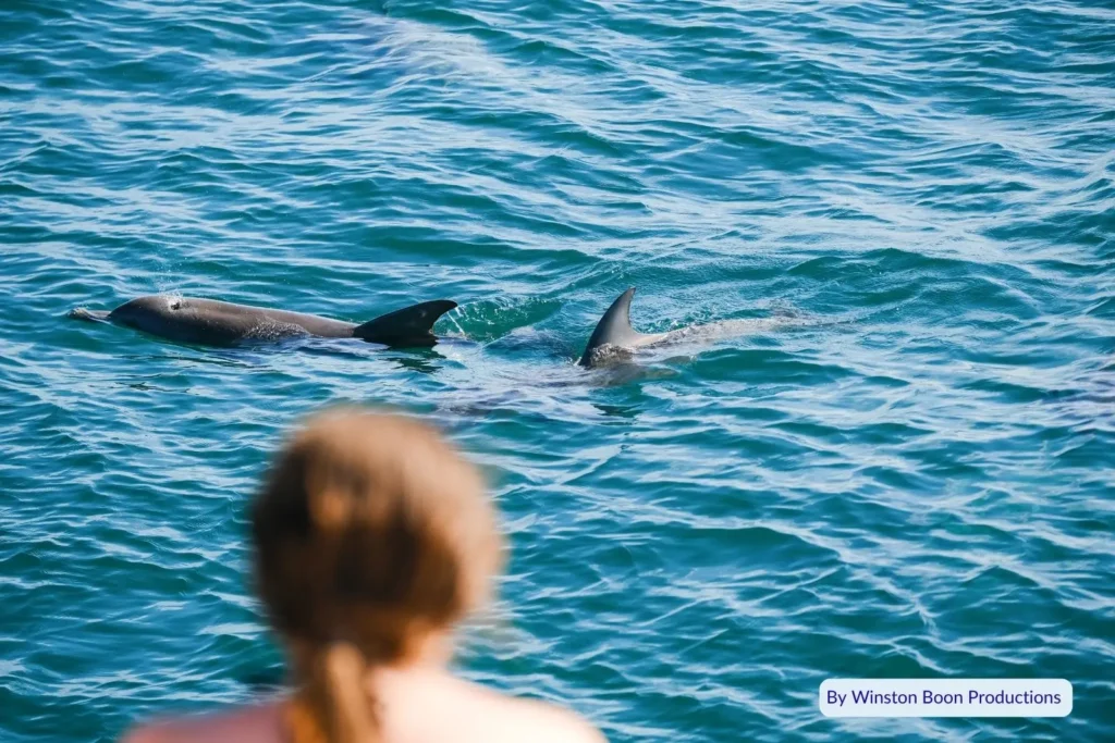 Wild dolphins swimming close to shore during the Tangalooma Island Resort dolphin-feeding experience on Moreton Island, Queensland
