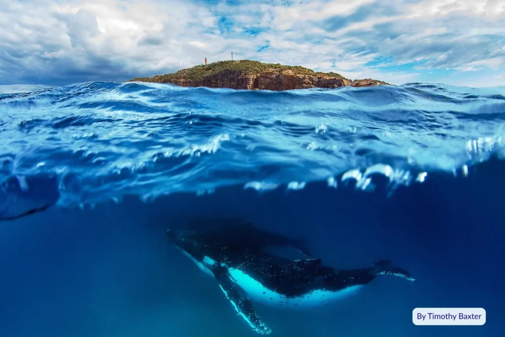 Humpback whale swimming below the surface near Cape Moreton, Moreton Island, Queensland, with the island and lighthouse visible above the blue ocean