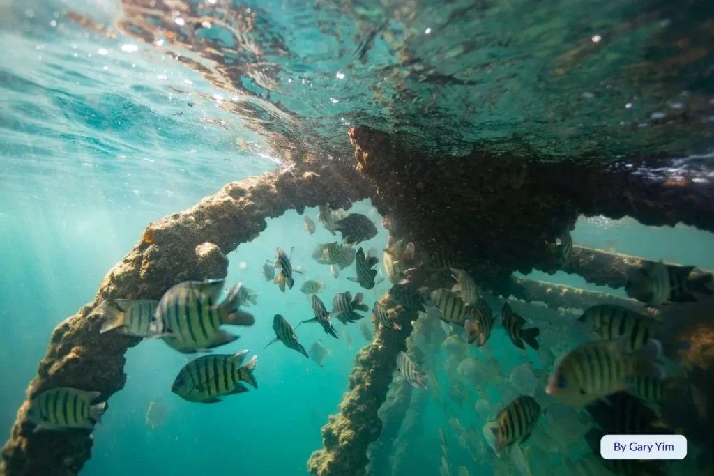 Colourful tropical fish swimming around the Tangalooma Wrecks on Moreton Island, Queensland, beneath crystal-clear turquoise water.