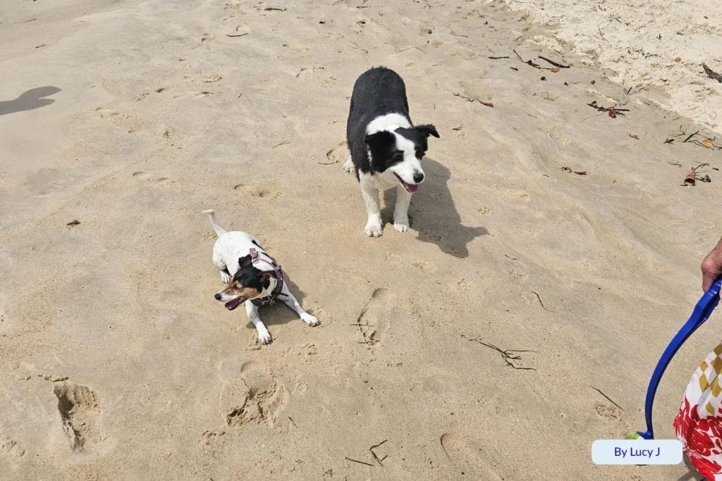 Two happy dogs playing on the sandy shoreline at The Spit’s off-leash dog beach, a favourite pet-friendly spot on the Gold Coast, Queensland