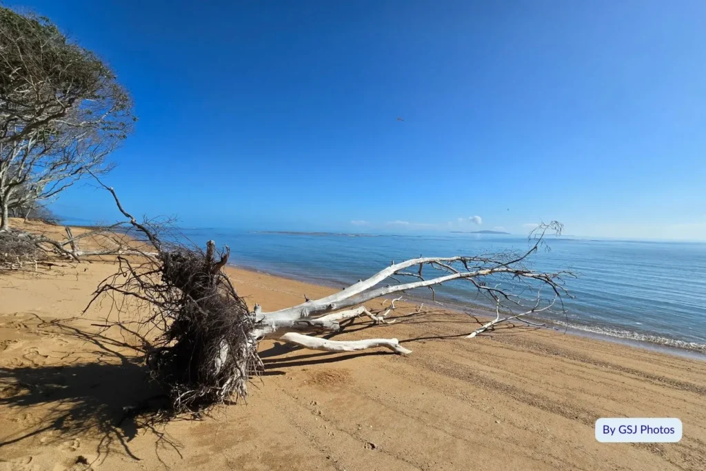 Driftwood tree resting on the golden sand at Toolakea Beach with calm blue sea and clear sky, near Townsville, Queensland.