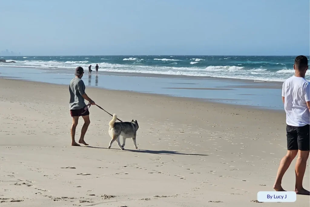 Man walking his dog along the wide sandy shoreline of Tugun Beach under clear blue skies, Gold Coast, Queensland, Australia.