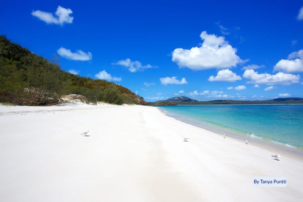 Pristine white sand and clear blue water under a bright sky at Whitehaven Beach, Whitsunday Island, Great Barrier Reef, Queensland.