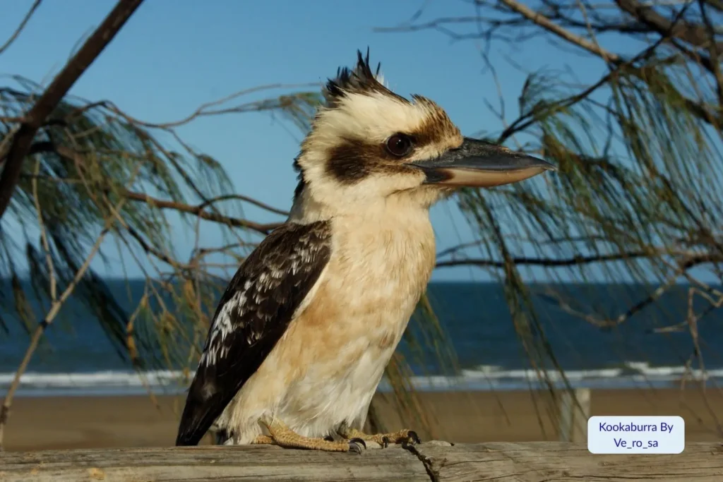 Kookaburra perched on a wooden railing overlooking Yeppoon Main Beach, with the Coral Sea and pandanus trees in the background