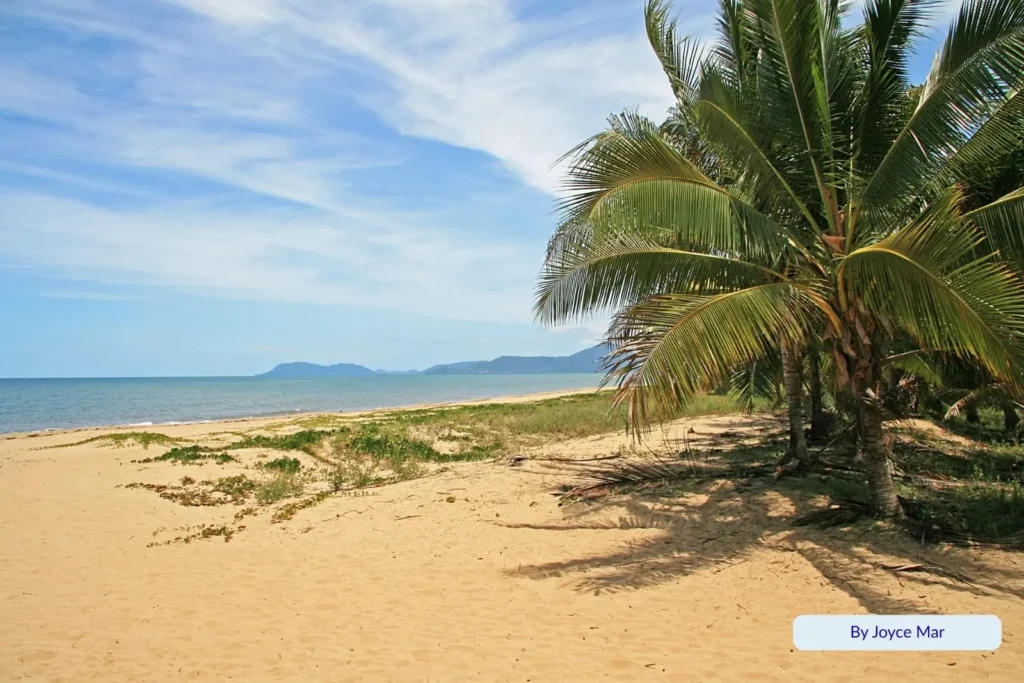 Palm trees lining the peaceful foreshore of Yorkeys Knob Beach with calm turquoise water and mountain views, Cairns Queensland.