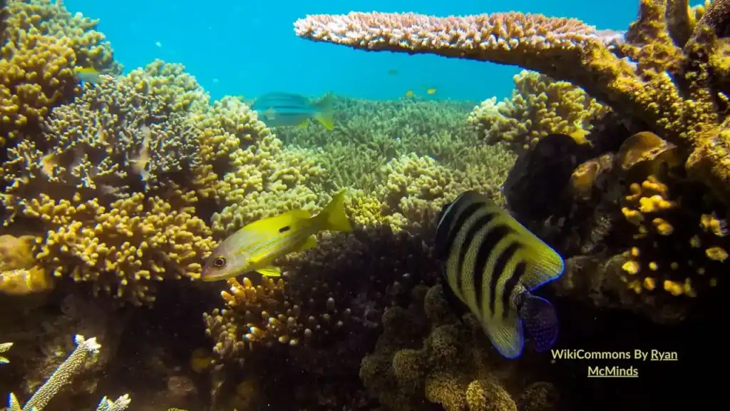 Snorkelling Clam Gardens off Lizard Island