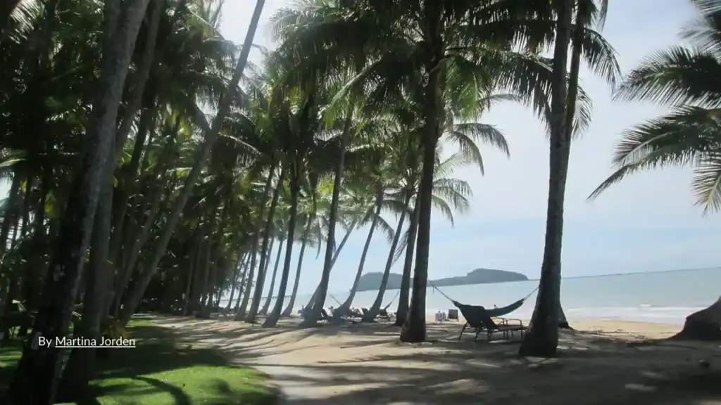 Palm-lined pathway and hammocks along Williams Esplanade Palm Cove Cairns