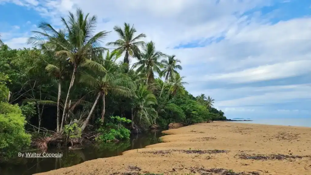Trinity Beach Cairns tropical beach with palm trees and creek mouth