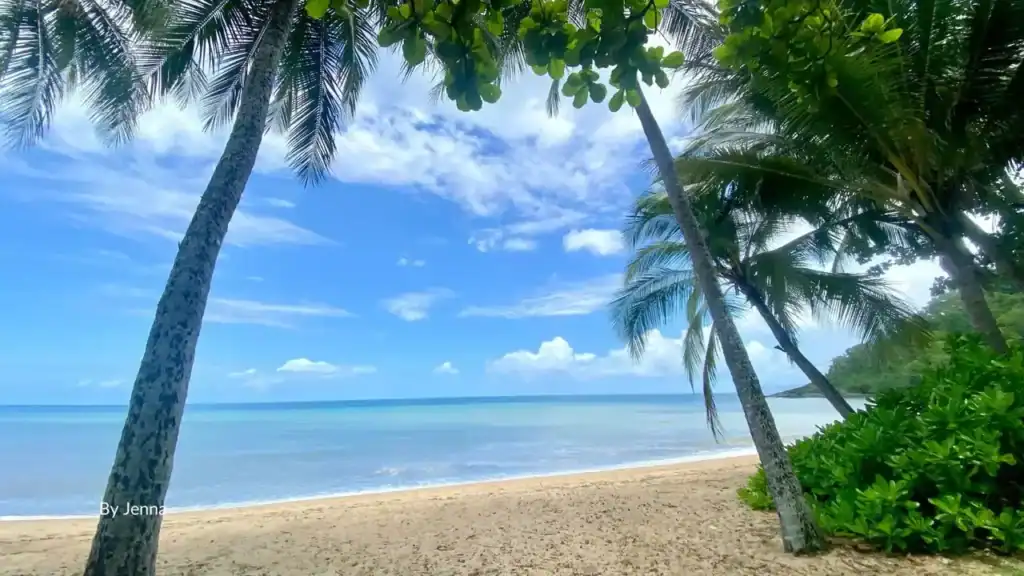 Palm-framed view of calm blue water at Trinity Beach Cairns