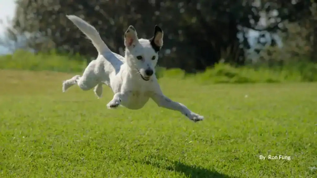 White dog leaping mid-air across the grass at Dog Island off-leash park on the Gold Coast