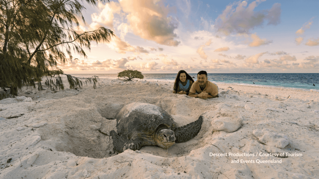 Wilson Island in Queensland turtle nesting on the sand with guests watching