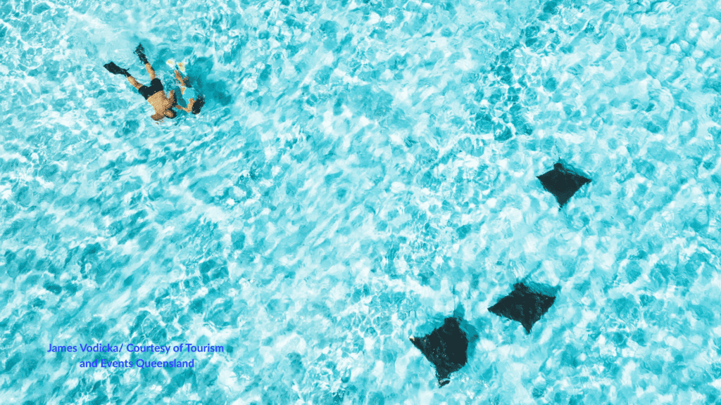 Heron Island snorkelling with rays in clear water in Queensland