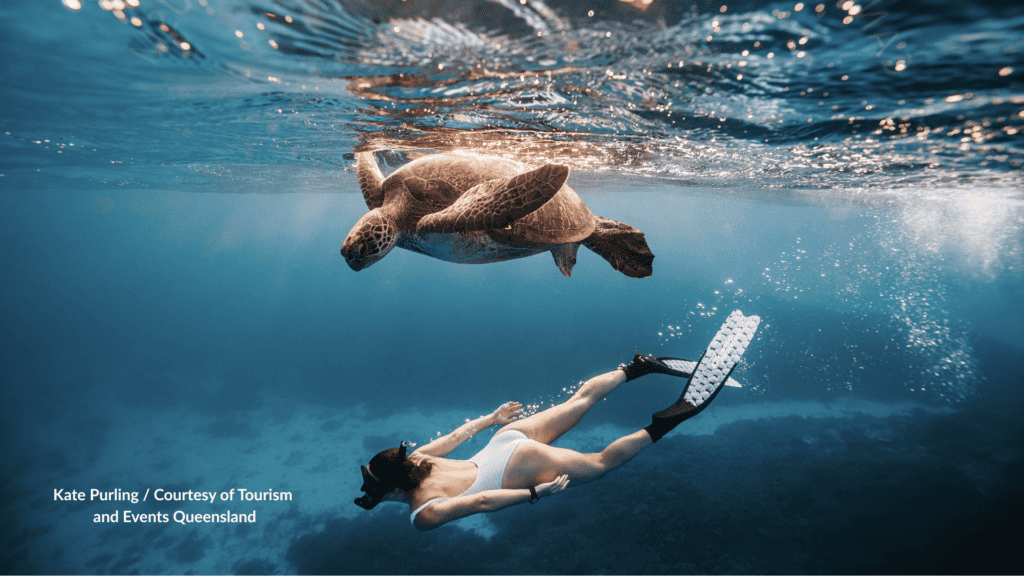Snorkeller with a turtle during Lady Elliot Island snorkelling in Queensland