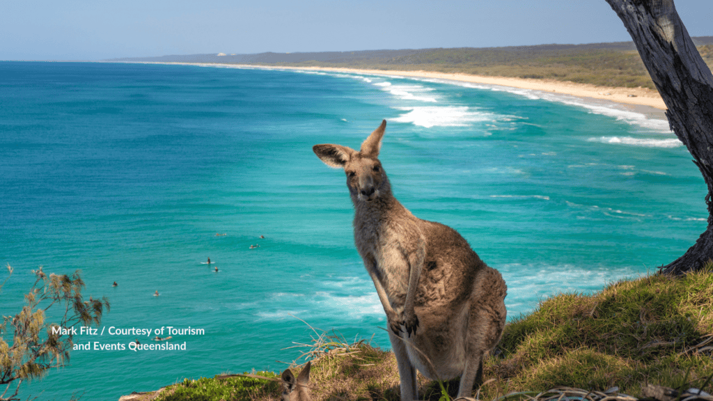 Kangaroo on the Point Lookout headland above surfing Main Beach Stradbroke Queensland