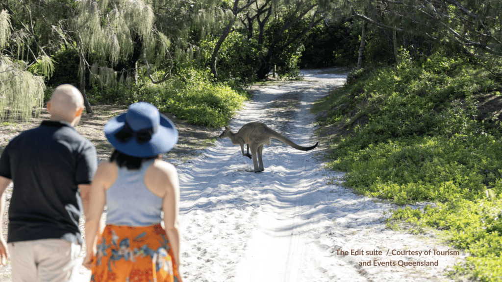 Couple watching a kangaroo on the sandy track at Ocean Beach Bribie Island Queensland