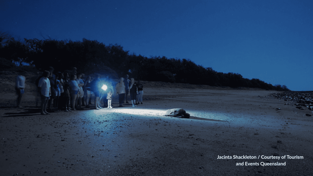 Mon Repos turtle nesting near Bundaberg in Queensland